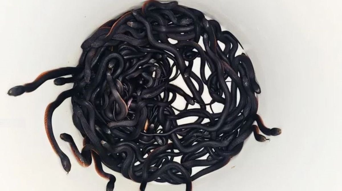 avustralyada bir evin bahcesinde 102 zehirli yilan bulundu 0 hcAnVp4Z