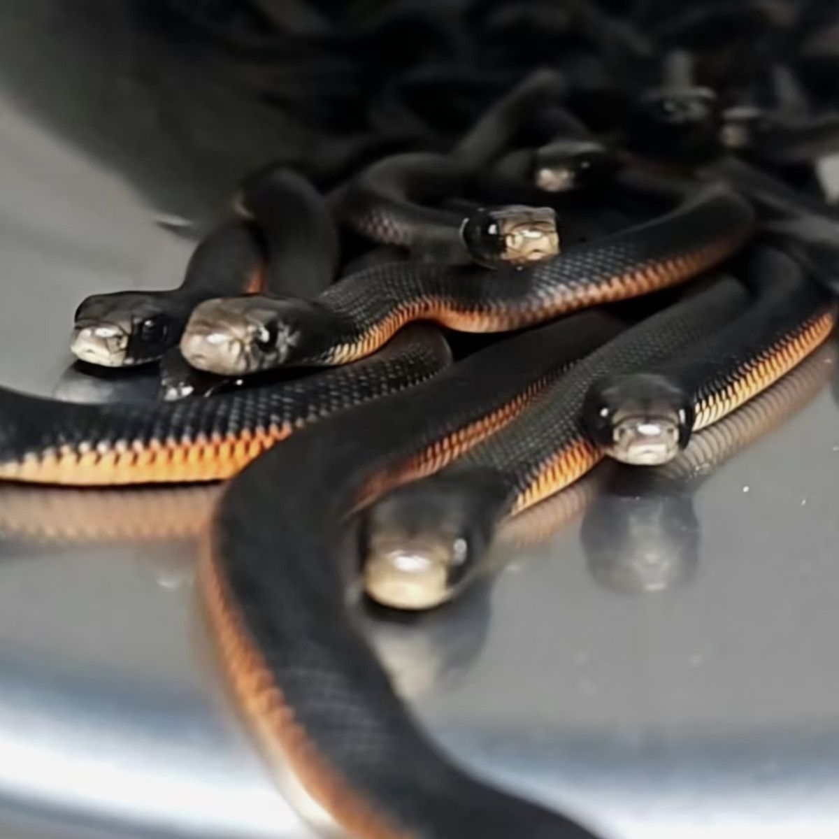 avustralyada bir evin bahcesinde 102 zehirli yilan bulundu 1 m1FP3q6Z