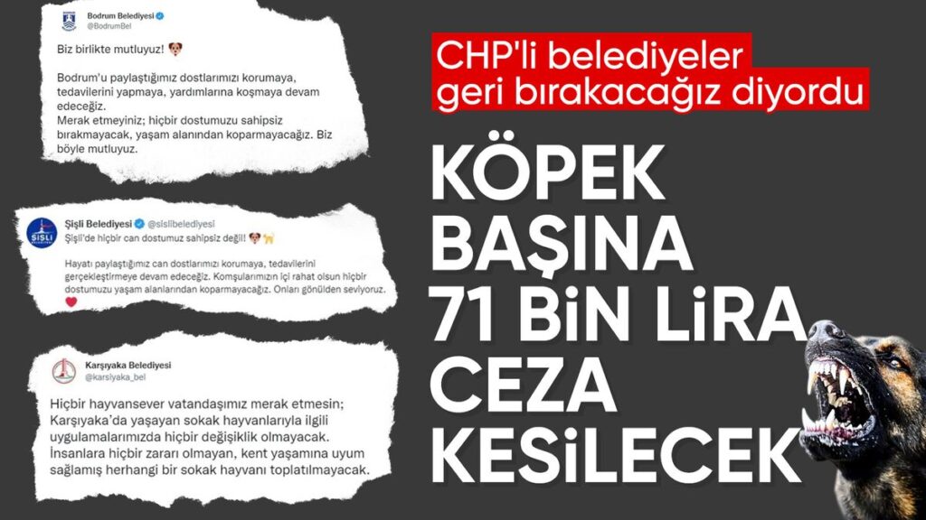 bakanlik valiliklere yazi gonderdi belediyelere sahipsiz kopek basina 71 bin tl ceza kesilecek k5LQQcRa