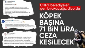 bakanlik valiliklere yazi gonderdi belediyelere sahipsiz kopek basina 71 bin tl ceza kesilecek k5LQQcRa