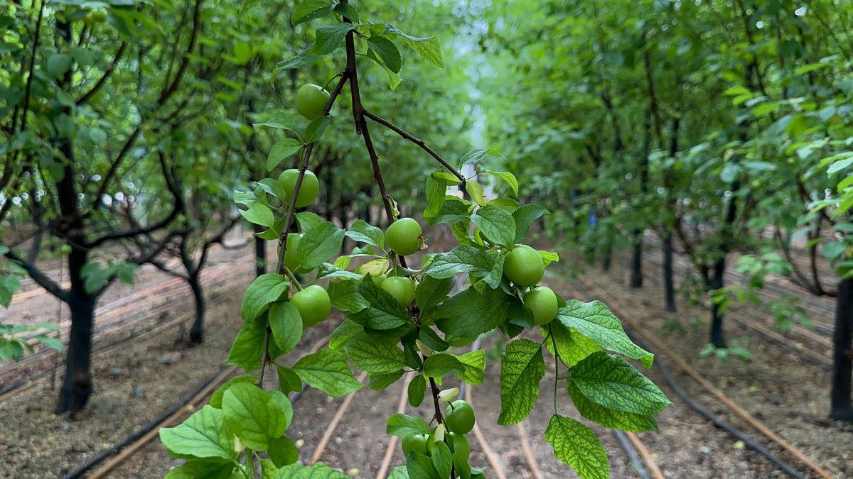 bursada ilk erik hasadi yapildi kilosu dudak ucuklatti 2 h7jdhFvn