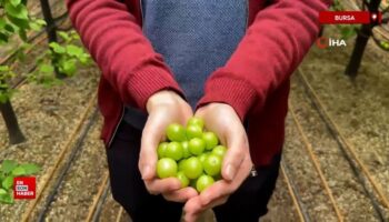 bursada ilk erik hasadi yapildi kilosu dudak ucuklatti wjjuqIrU