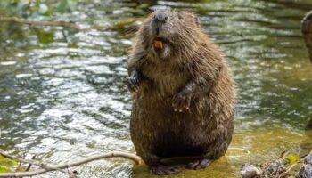 cekyada kunduzlar yedi yillik baraj projesini iki gunde tamamladi 1 milyon sterlin cepte kaldi SprtBzhG