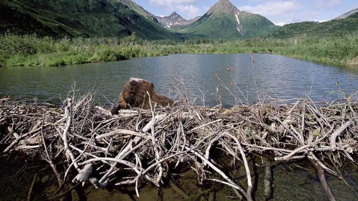 cekyada kunduzlar yedi yillik baraj projesini iki gunde tamamladi 1 milyon sterlin cepte kaldi hhCpAgOE