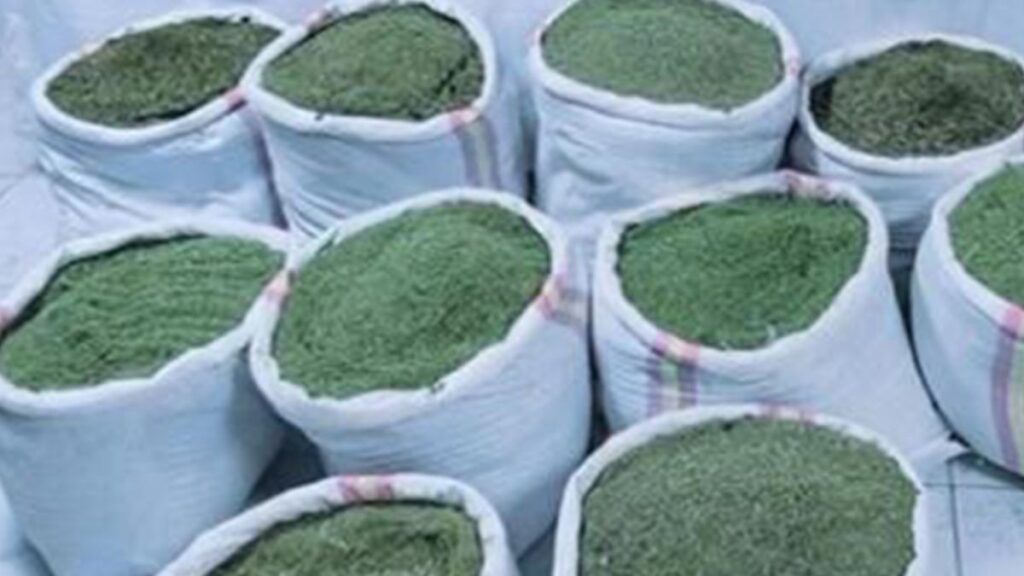 cezaevinden izinli cikan hukumlu takibe alindi 391 kilo esrar ele gecirildi 4tZGDaig