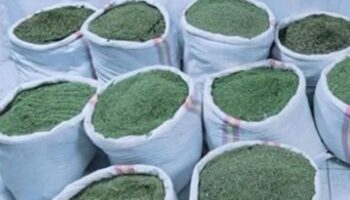 cezaevinden izinli cikan hukumlu takibe alindi 391 kilo esrar ele gecirildi 4tZGDaig