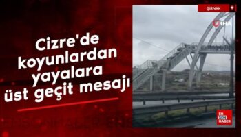 cizrede koyunlardan yayalara ust gecit mesaji 3GIb2Axq