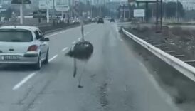 diyarbakirda suruculerin deve kusu saskinligi QZzmaGsU