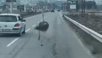 diyarbakirda suruculerin deve kusu saskinligi QZzmaGsU