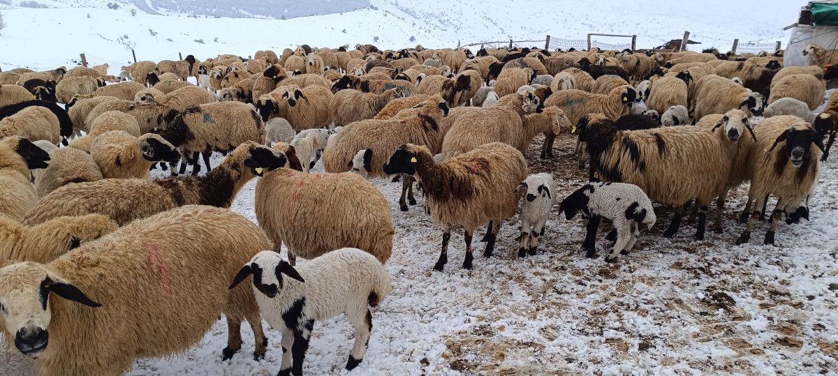 Elazığ'da göçerlerin zorlu kış şartlarında yaşamı 2 elazigda gocerlerin zorlu kis sartlarinda yasami 1 Z8WNWDGL