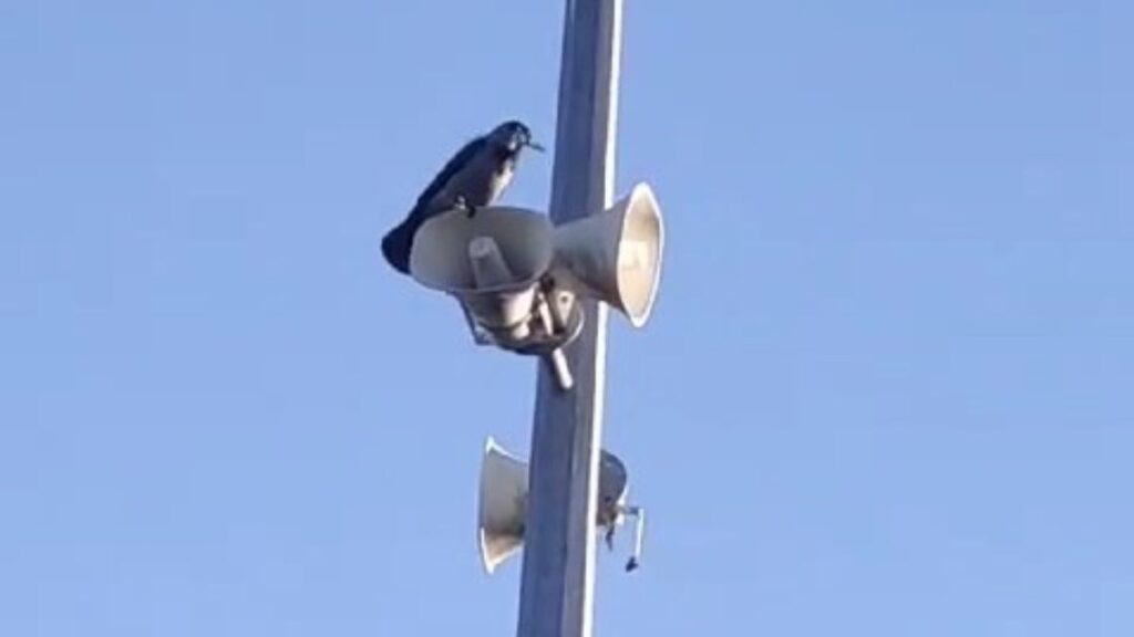 elazigda karganin sesini duyanlar sasti kaldi allah diye bagiriyor kMrxt7Iv