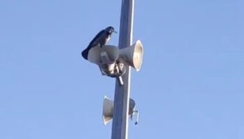 elazigda karganin sesini duyanlar sasti kaldi allah diye bagiriyor kMrxt7Iv