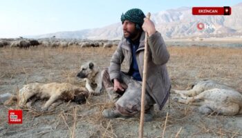 erzincanda surunun guvenligi coban kopeklerinde 7JZBzUgI