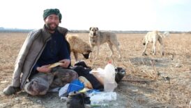 erzincanda surunun guvenligi coban kopeklerinde MqAREwDz