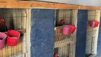 erzurumda horoz dovusturen 3 sahis yakalandi kisi basi 10 bin tl ceza YnwP8NXX