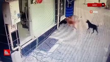 hatayda basibos sokak kopekleri tavugu telef etti eABV7DeO