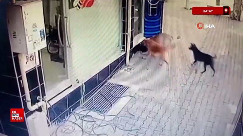 hatayda basibos sokak kopekleri tavugu telef etti eABV7DeO