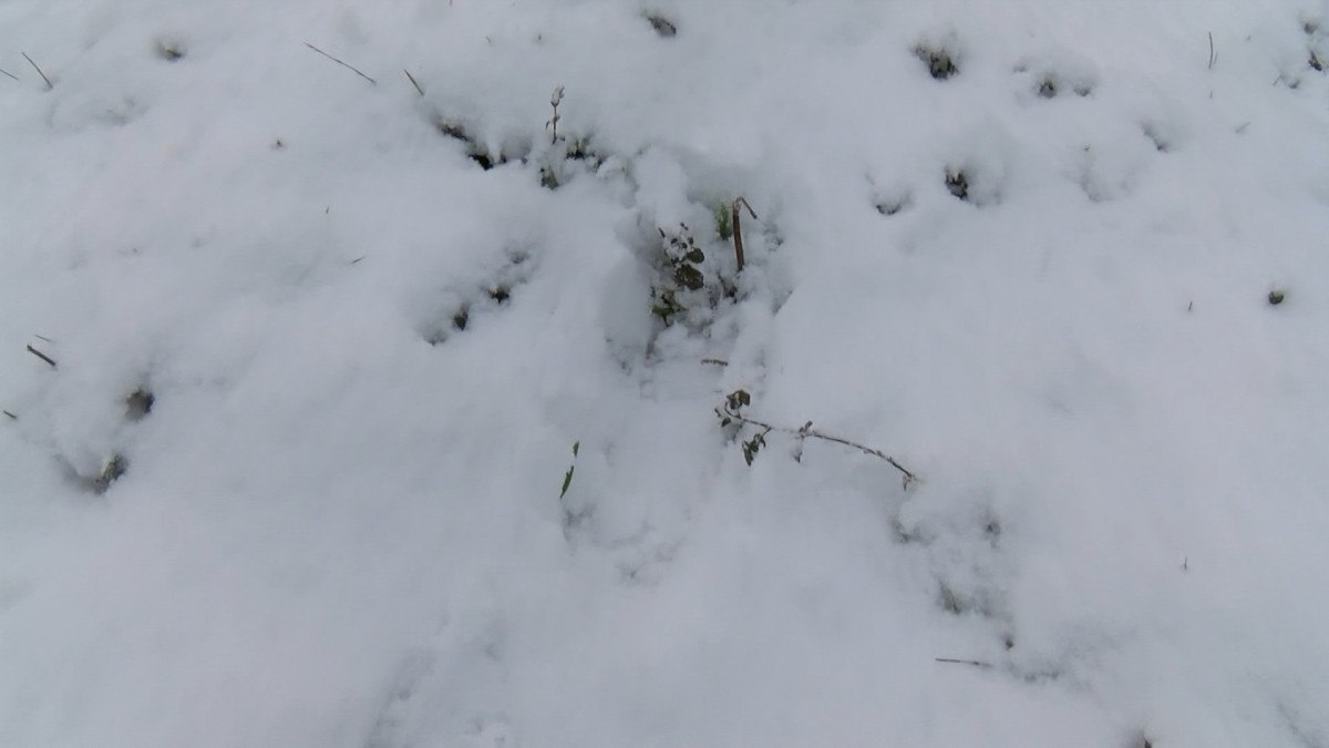 istanbulda kar yagisi etkisini surdurmeye devam ediyor 14 NW5cwE4e