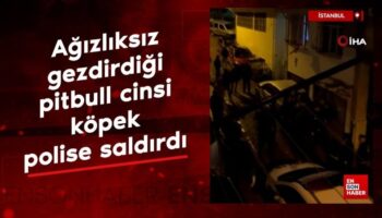 istanbulda sahibinin agizliksiz gezdirdigi pitbull cinsi kopek polise saldirdi Qsaaa4qh