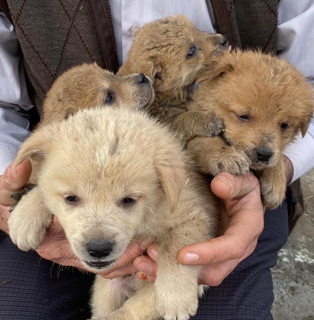 karsta bir aile anneleri olen kopeklere yuva oldular 0 FE6Gb6vf