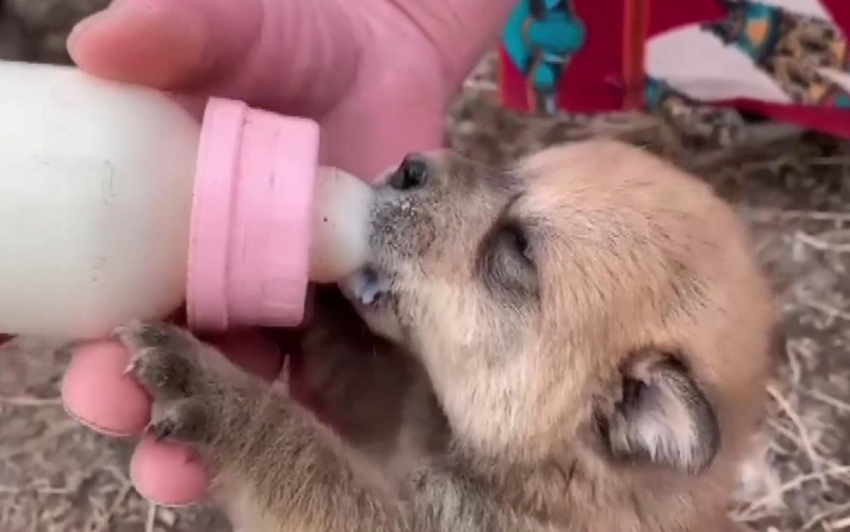 karsta bir aile anneleri olen kopeklere yuva oldular 1 9dUppKU2