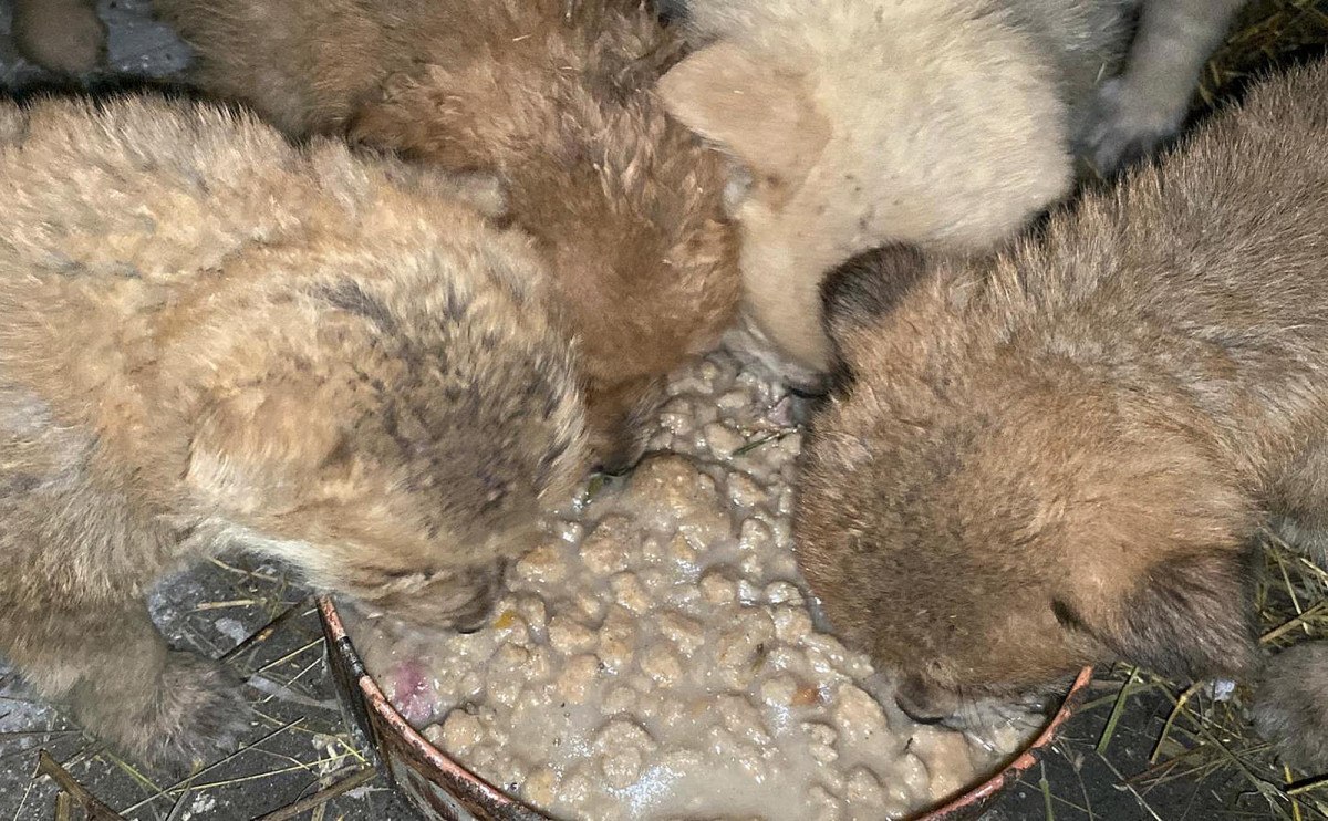 karsta bir aile anneleri olen kopeklere yuva oldular 3 WAM5XTQI