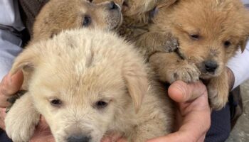 karsta bir aile anneleri olen kopeklere yuva oldular fL8XfPxG