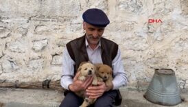 karsta kurt saldirisinda anneleri olen kopek yavrulari hayata tutundu h2n5Sm3I