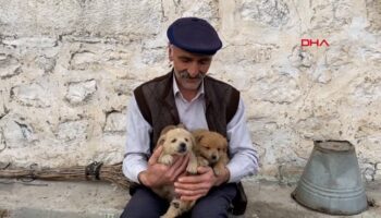 karsta kurt saldirisinda anneleri olen kopek yavrulari hayata tutundu h2n5Sm3I