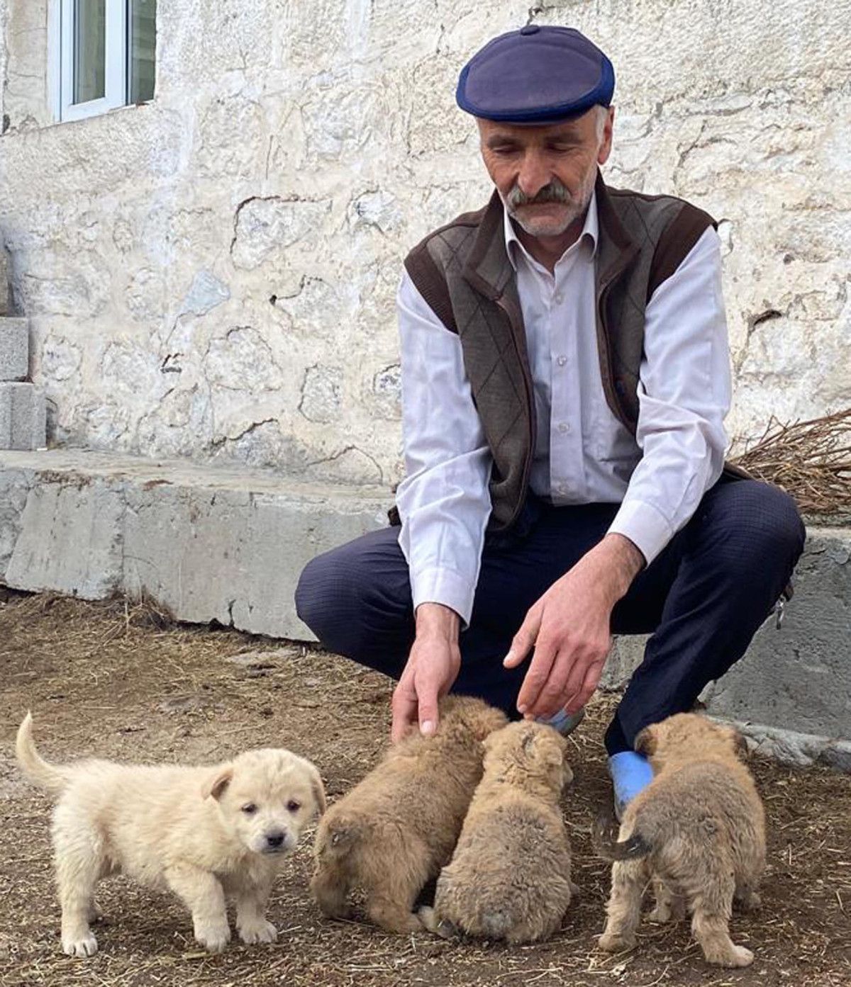 karsta samanliga kurt saldirisi kopekler annesiz kaldi 0 1fw6ihUM