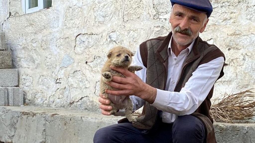 karsta samanliga kurt saldirisi kopekler annesiz kaldi 1s1mfpvY