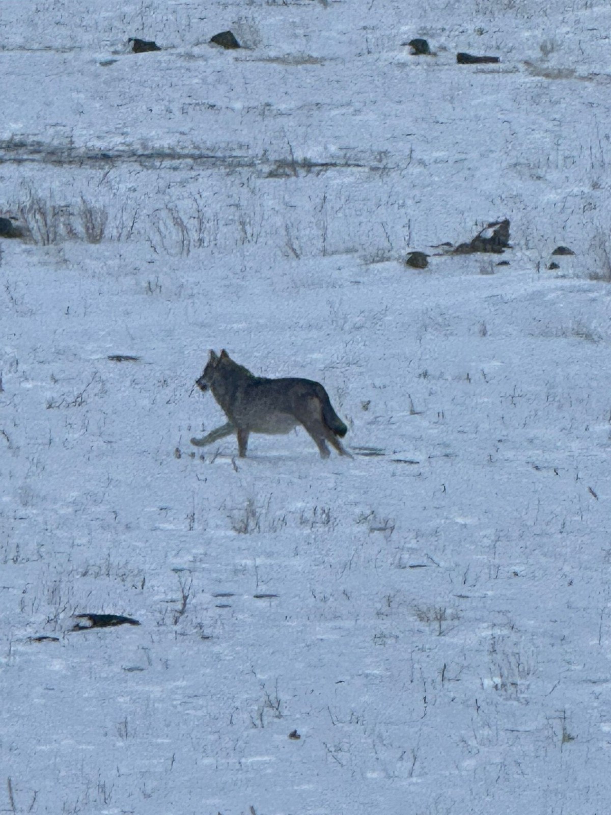 karsta sogukta yiyecek bulmakta zorlanan kurt koye indi 0 OljVQUXK