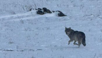 karsta sogukta yiyecek bulmakta zorlanan kurt koye indi 1p5A7mEL