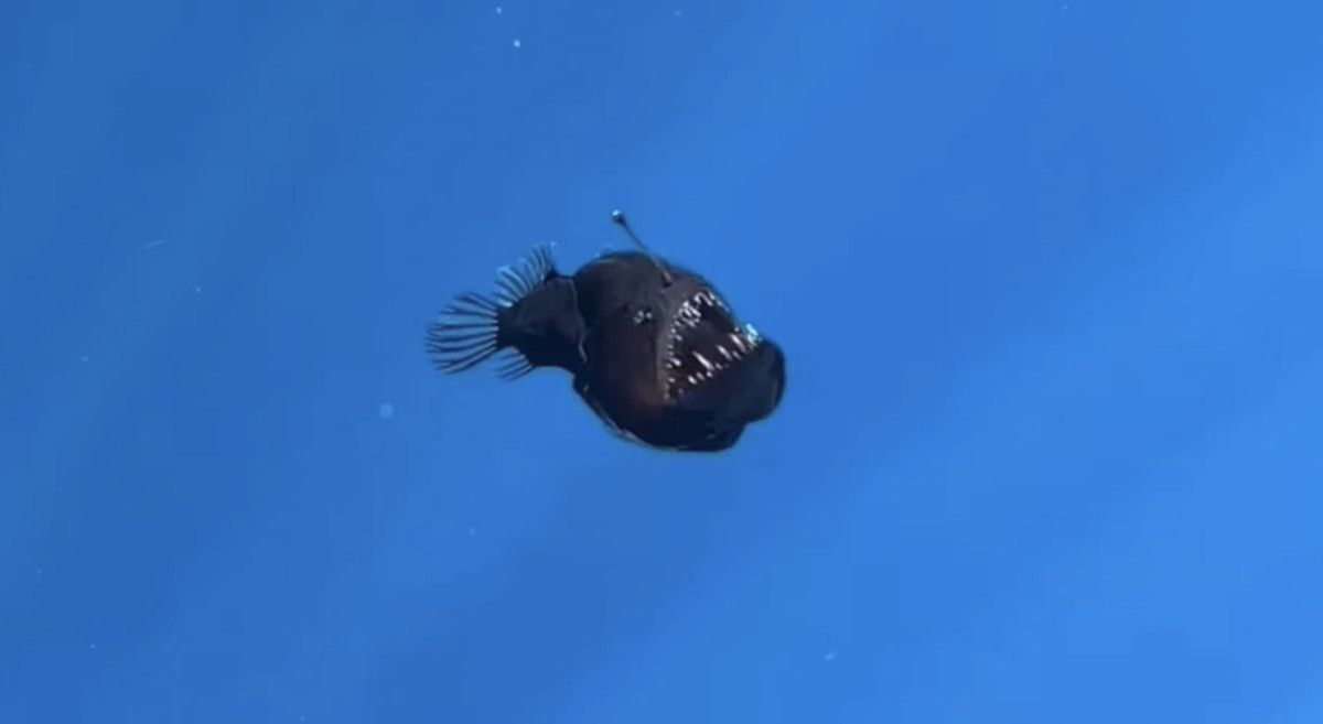 kayip balik nemo filminde hafizalara kazinan melanocetus ilk kez goruntulendi 1 RHDlOZdZ