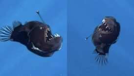 kayip balik nemo filminde hafizalara kazinan melanocetus ilk kez goruntulendi mAfuWpl2