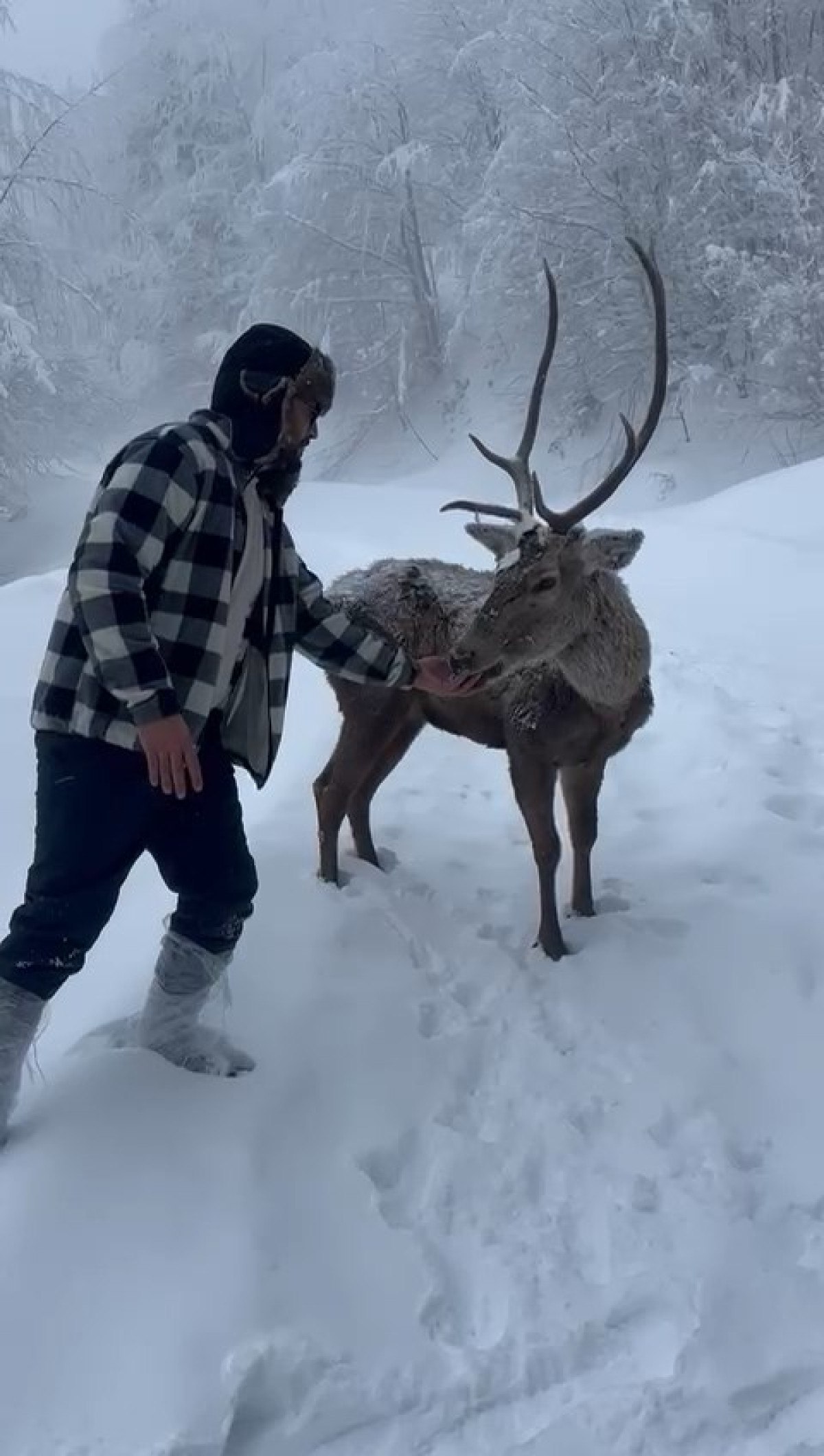 kocaelide dogayla bulusma kizil geyigi eliyle besledi 0 t8Xsc7QF