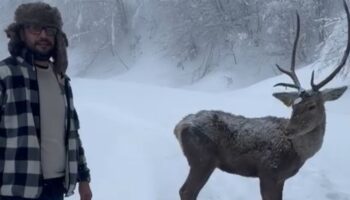 kocaelide dogayla bulusma kizil geyigi eliyle besledi 6InUV5Zc