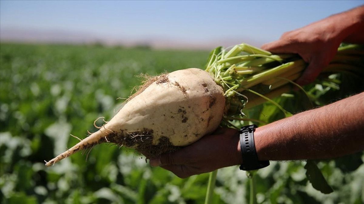 konya seker ureticilere 63 milyar lira pancar bedeli odeyecek 0 rBK9PX72