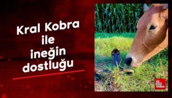 kral kobra ile inegin dostlugu bCgrYHVQ