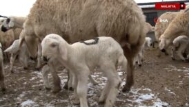 malatyada baharin habercisi kuzularin dogumlari basladi aCJ1dU3E