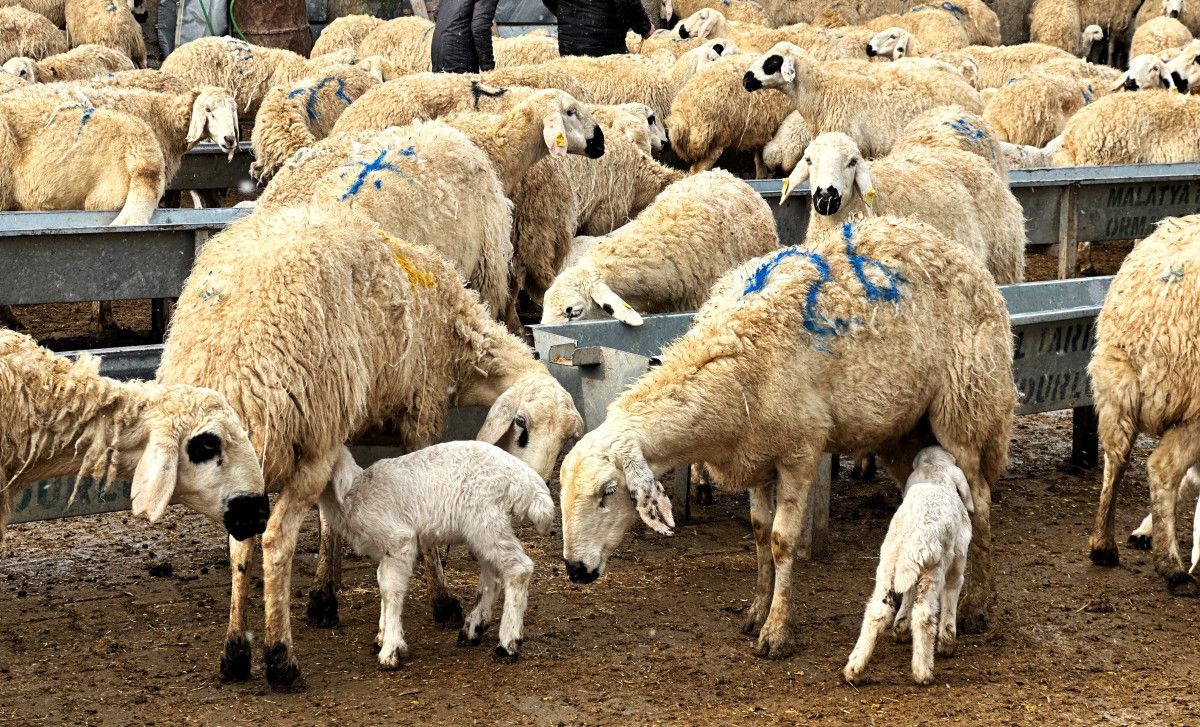 malatyada baharin habercisi kuzularin dogumu basladi 1 8661hYLd