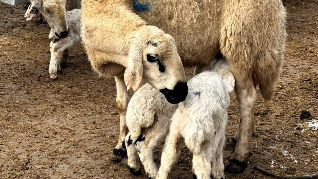 malatyada baharin habercisi kuzularin dogumu basladi 3l61jPW5