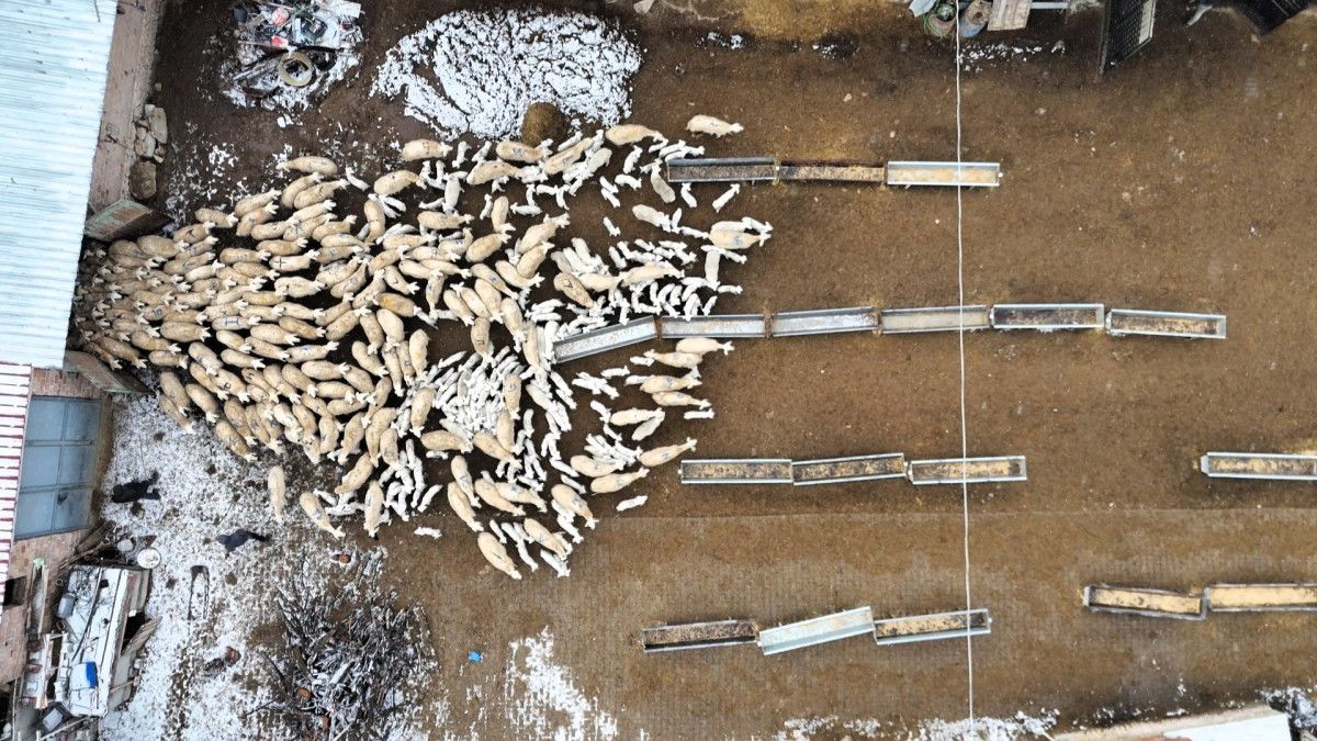 malatyada baharin habercisi kuzularin dogumu basladi 5 nZXIML8t