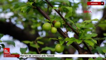 mersinde erkenci erik hasadi kilosu 8 bin liraya alici buldu 2DjwCr8Z