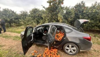 mersinde portakal bahcesine dadanan hirsiz sucustu yakalandi cSvc94at