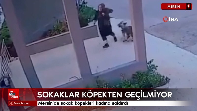 mersinde sokak kopekleri kadina saldirdi iJuXVlPt