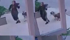 mersinde sokak kopekleri kadina saldirdi o anlar boyle goruntulendi OLtljnPJ