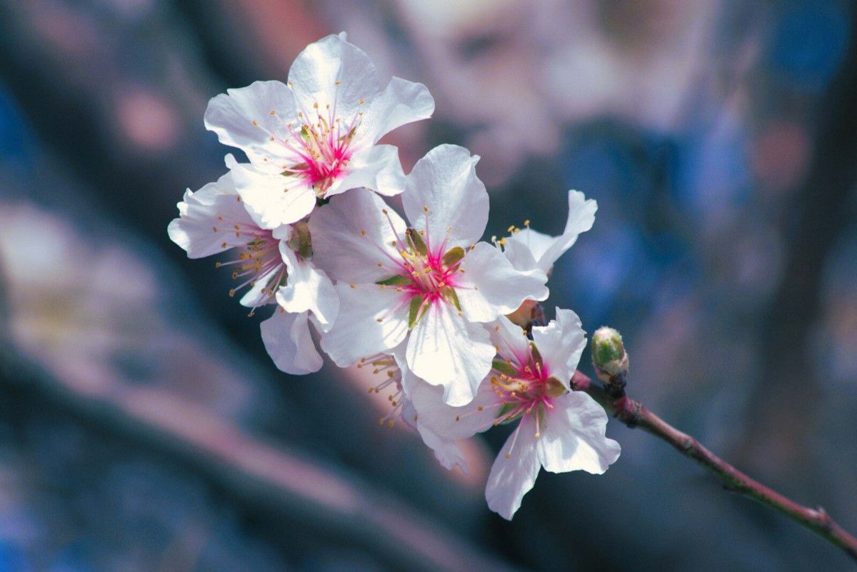 muglaa badem agaclari bahari mujdeledi 0 4LaytZHw