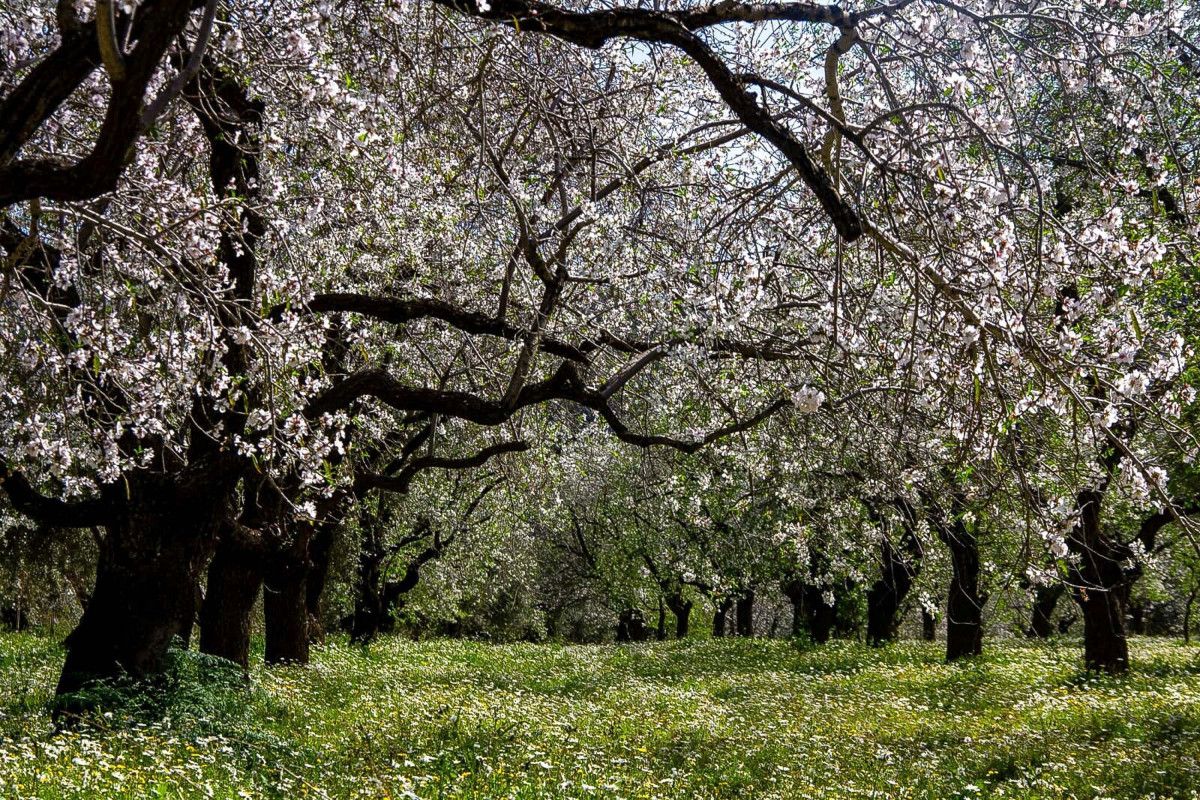 muglaa badem agaclari bahari mujdeledi 2 nXEUNWCF