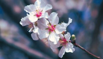 muglaa badem agaclari bahari mujdeledi BuRWVRWK